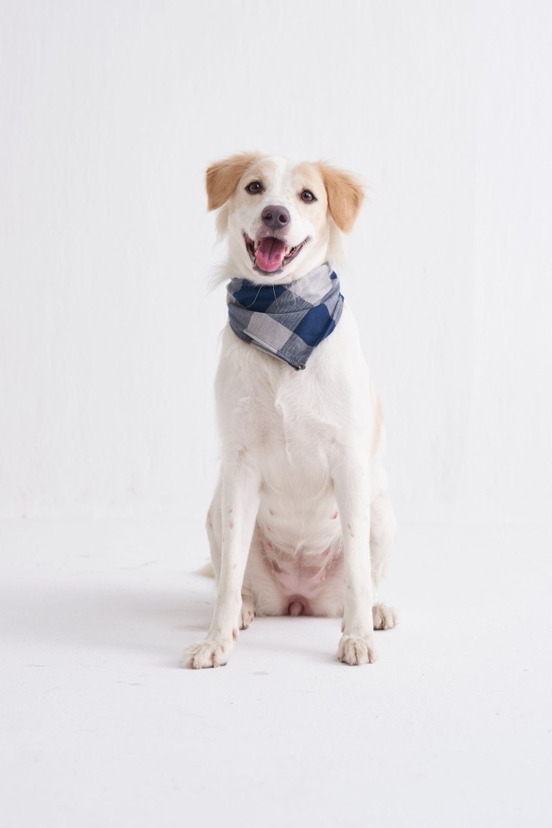 Bandana - navy checks - Three